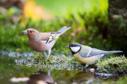 koetsenruytertuinen_vogel_en_vlinder_vriendelijke_tuin