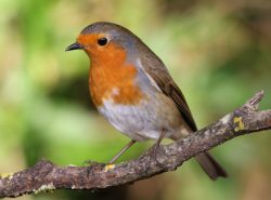 koetsenruyter tuinen_vogel_en_vlinder_vriendelijke_tuin